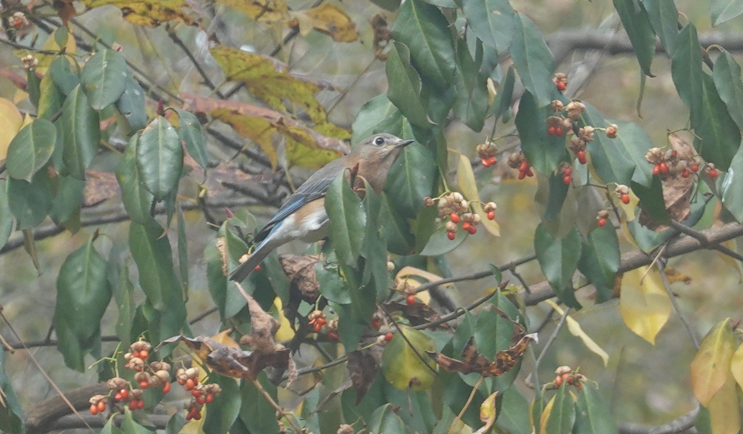 Additional Image 2