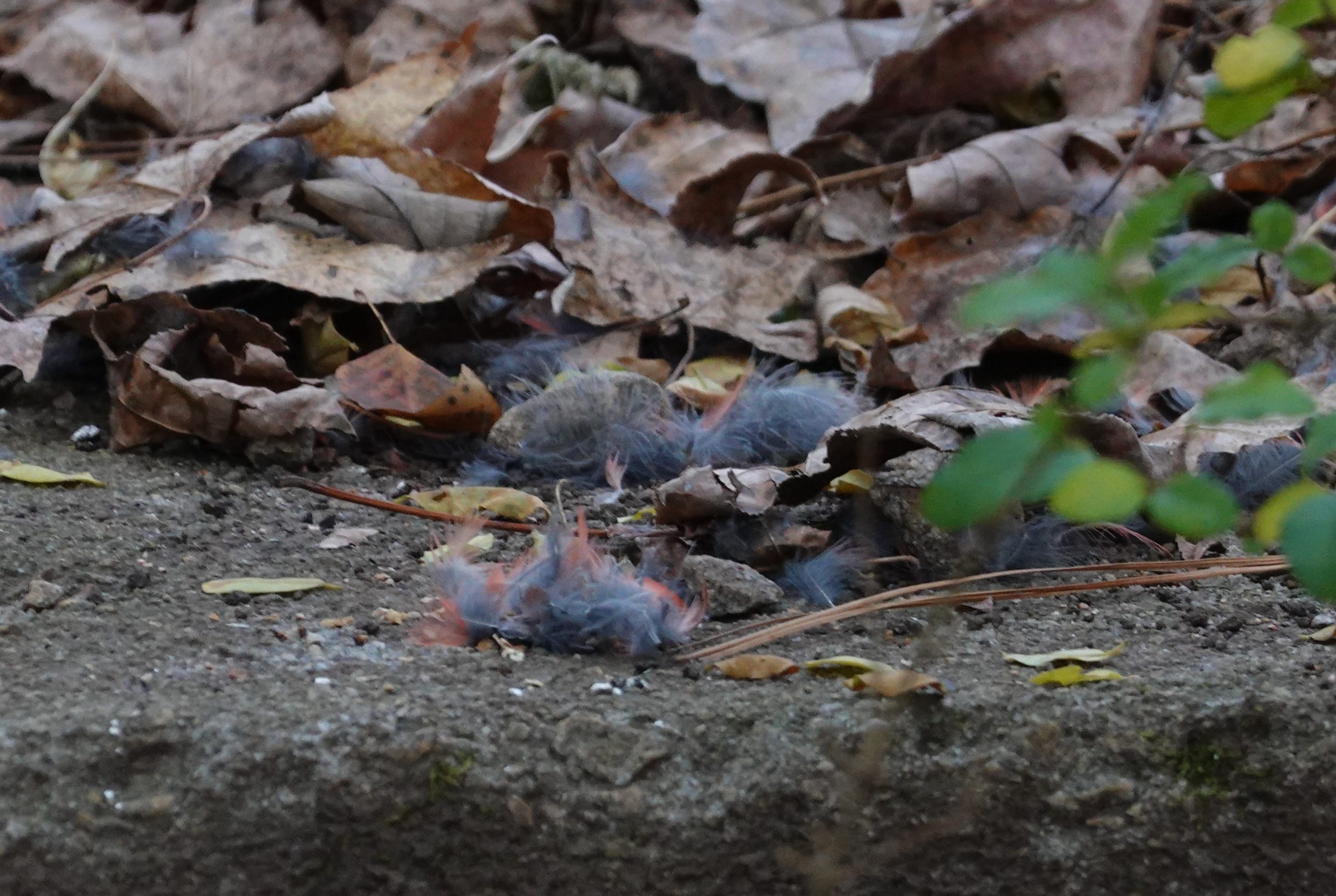 Additional Image 3