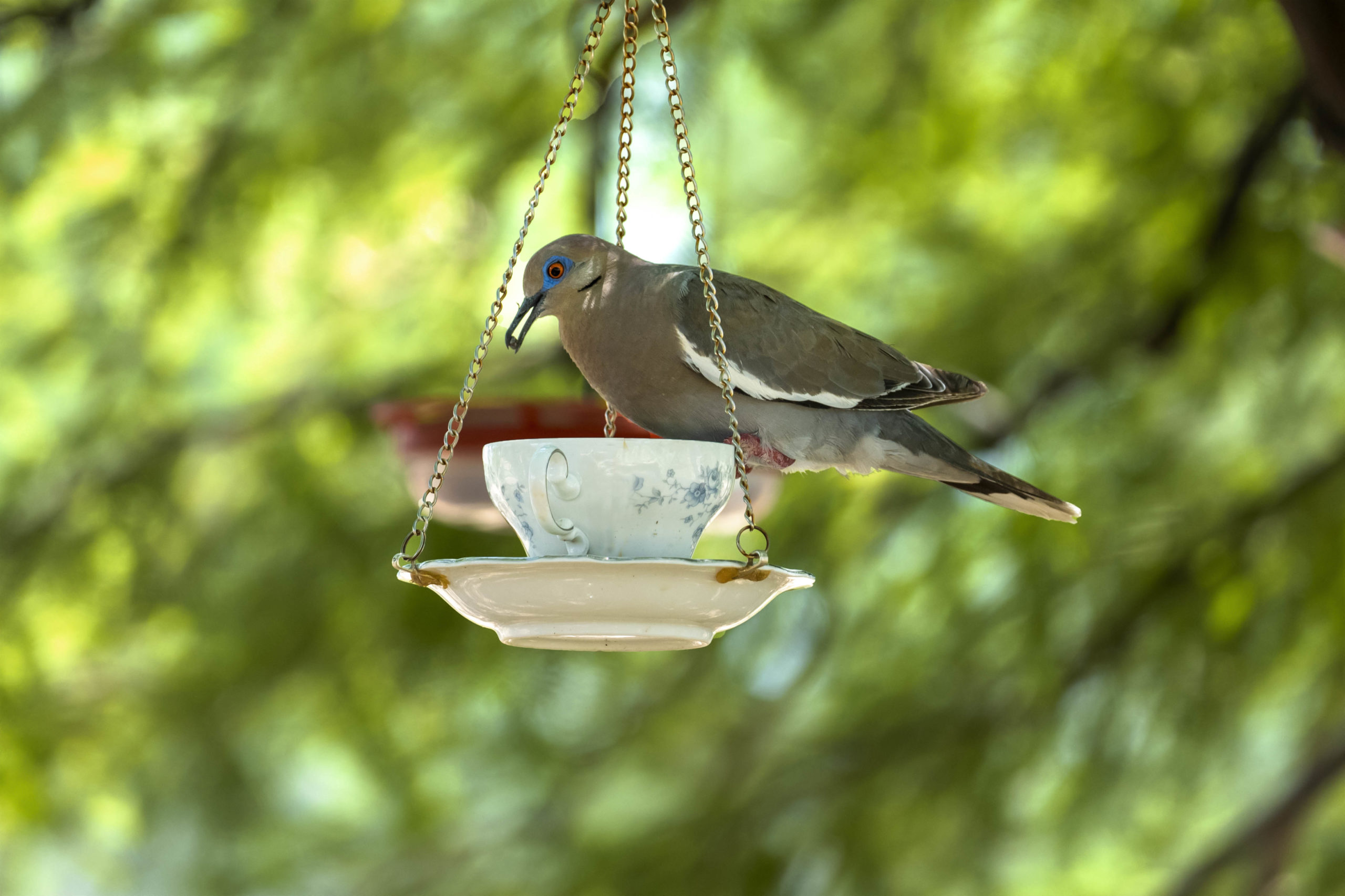 Featured Image