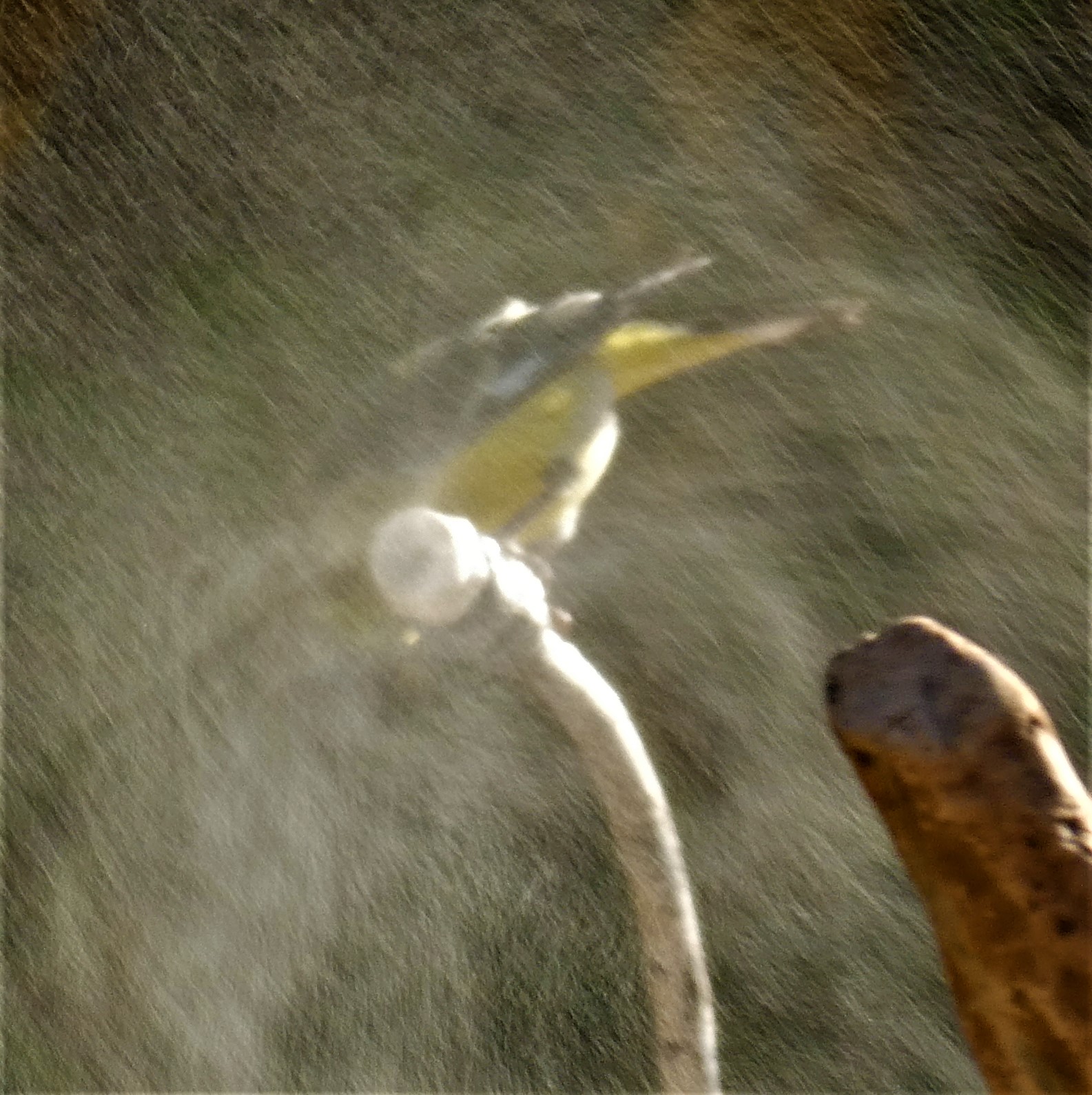 Additional Image 3
