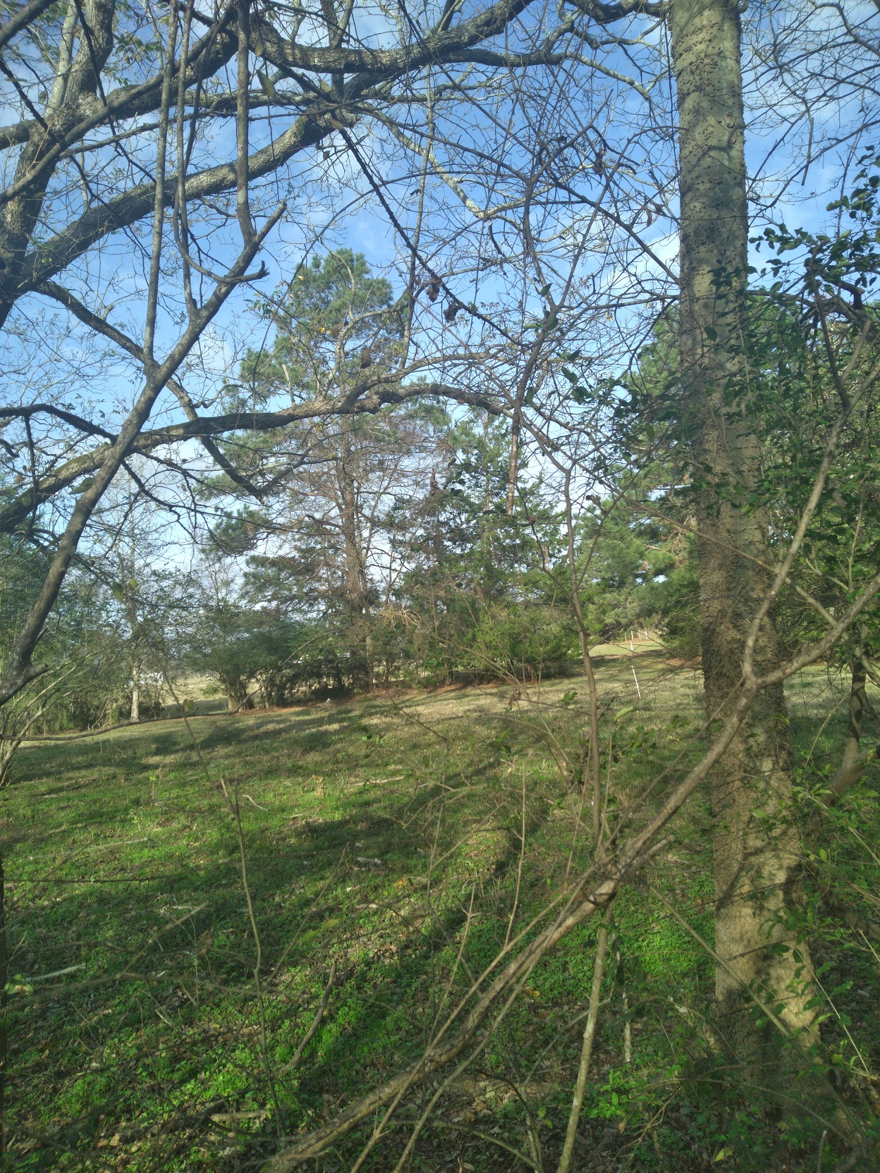 Additional Image 4