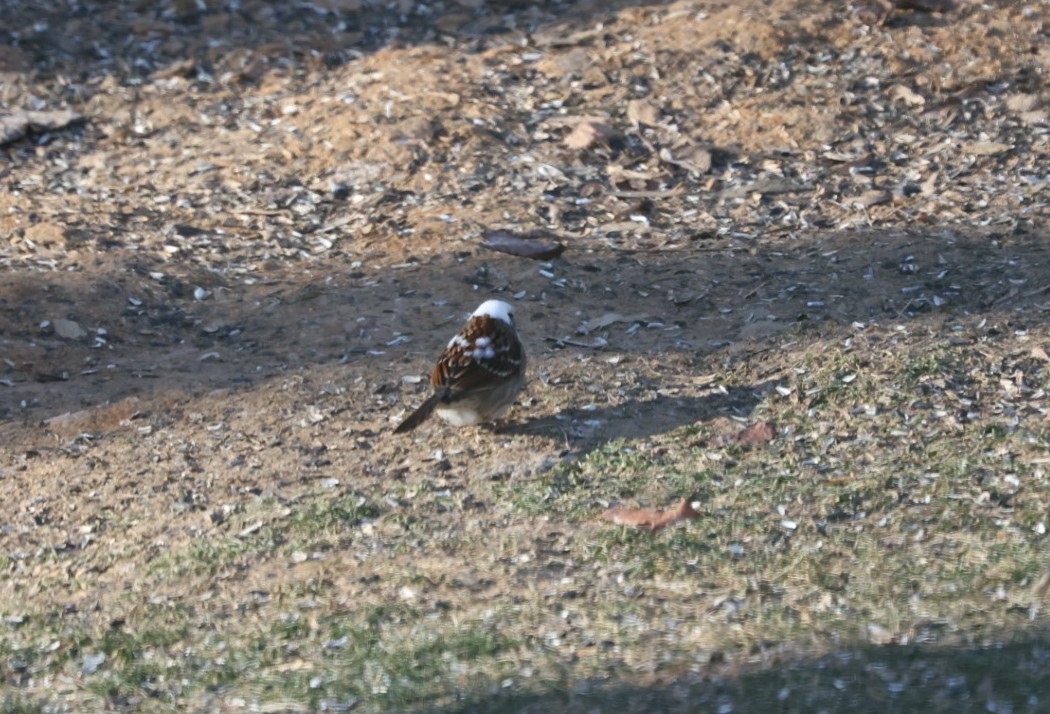 Additional Image 2