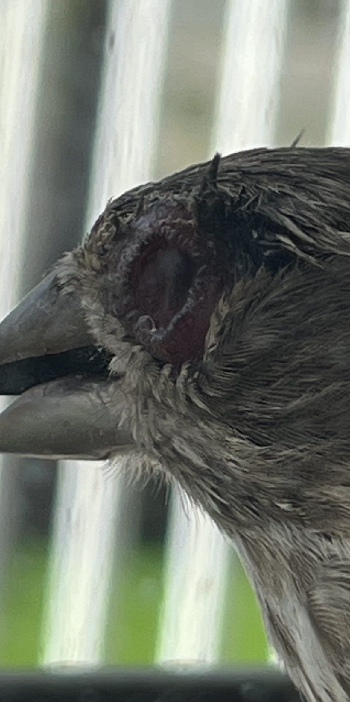 Additional Image 2