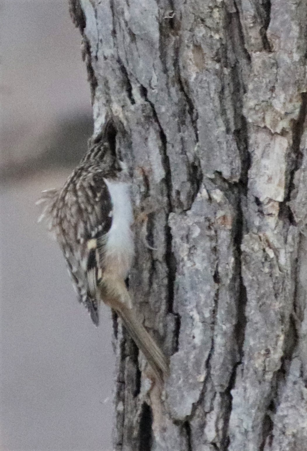 Additional Image 3