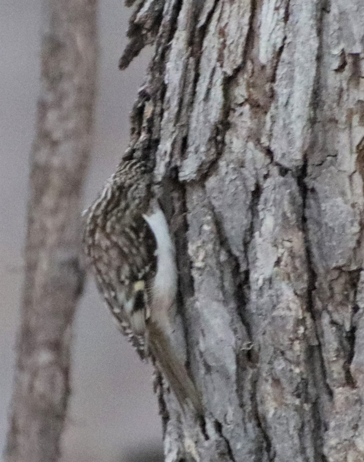 Additional Image 4