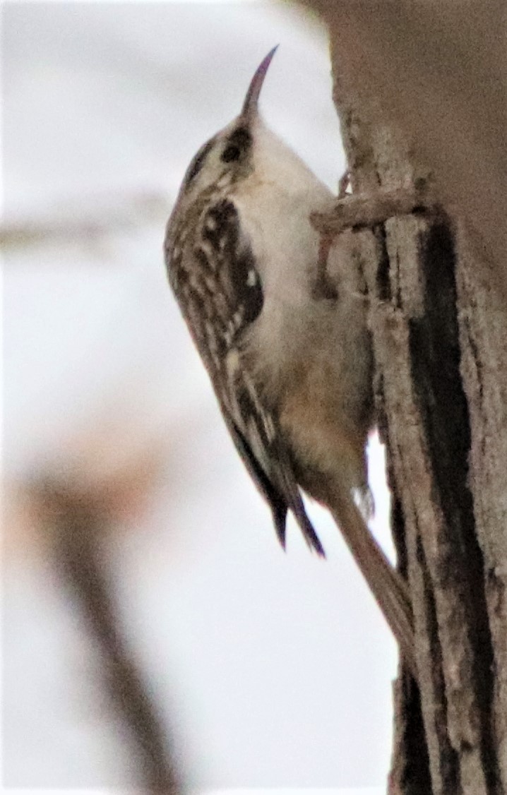 Additional Image 2