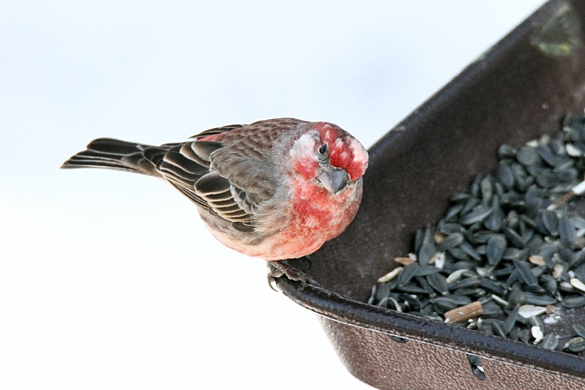 Featured Image