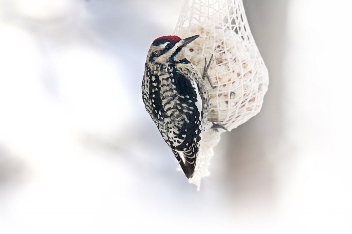 Featured Image