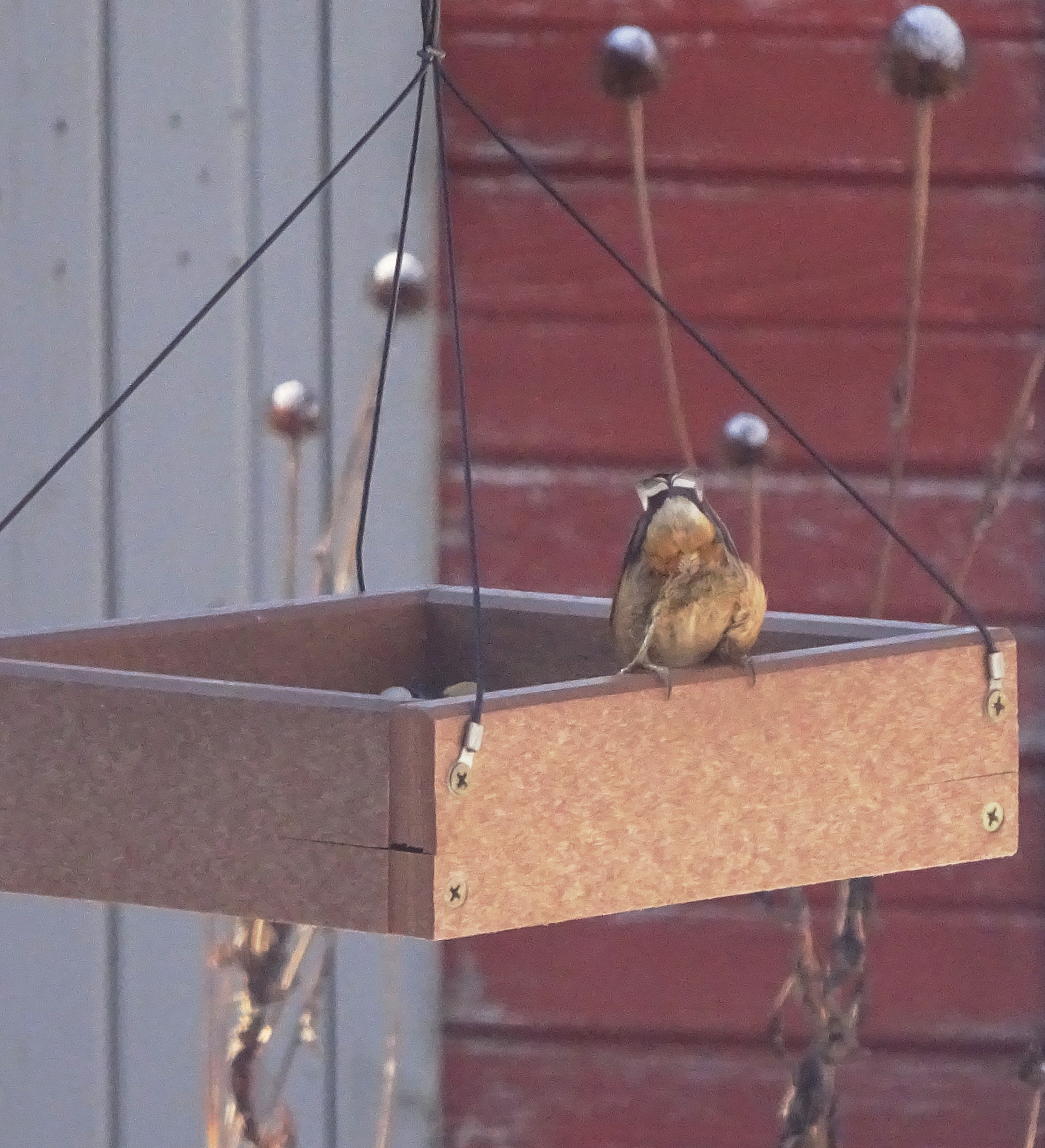 Additional Image 2