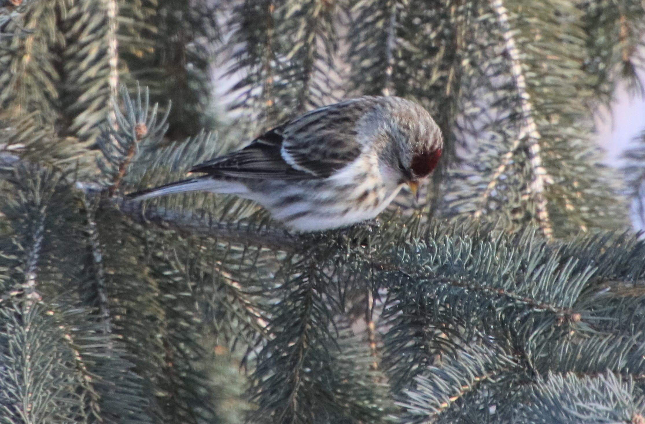 Additional Image 2
