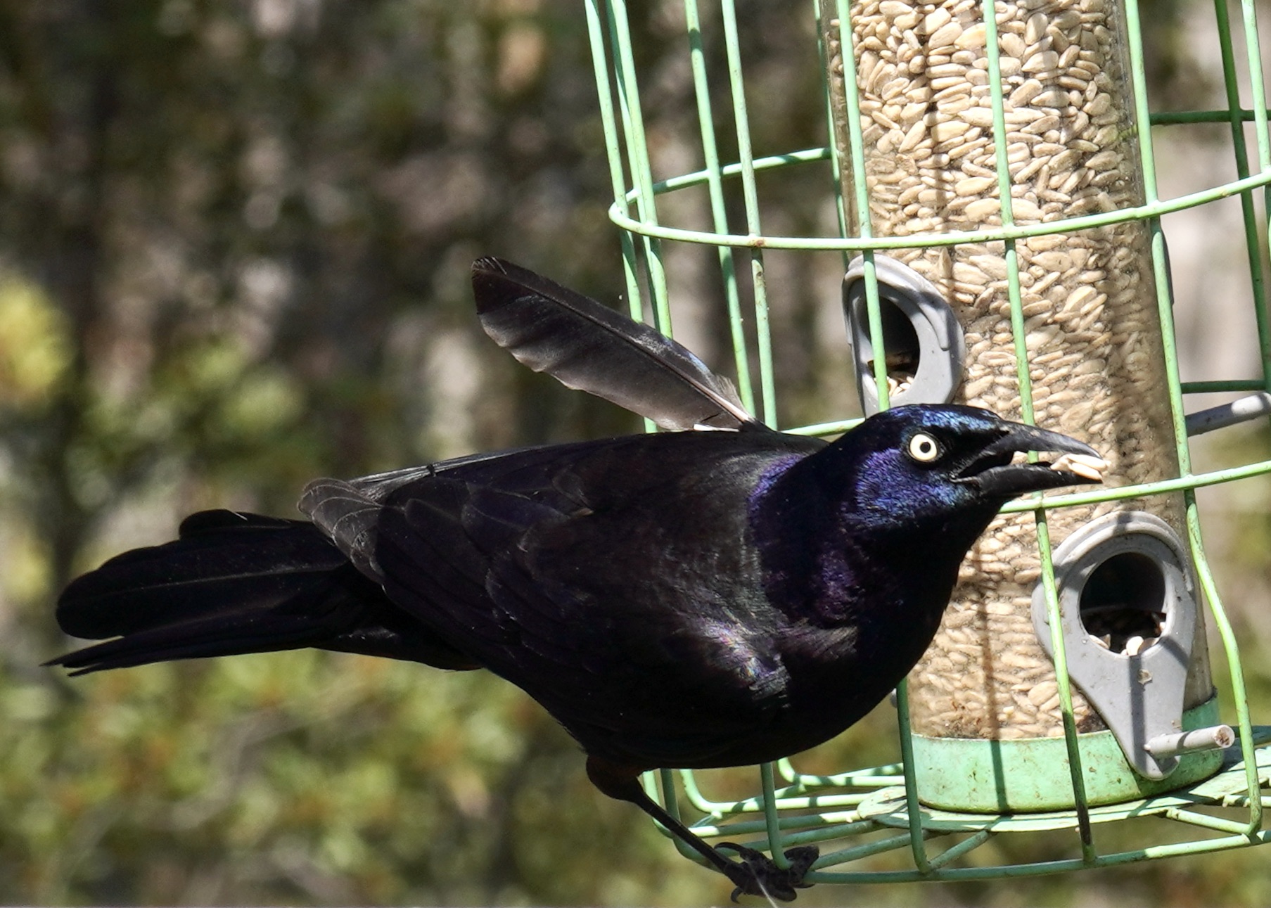 Featured Image