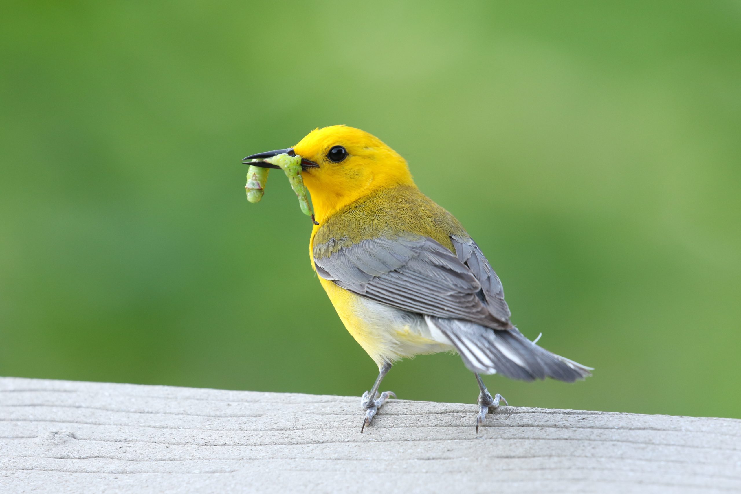 Featured Image