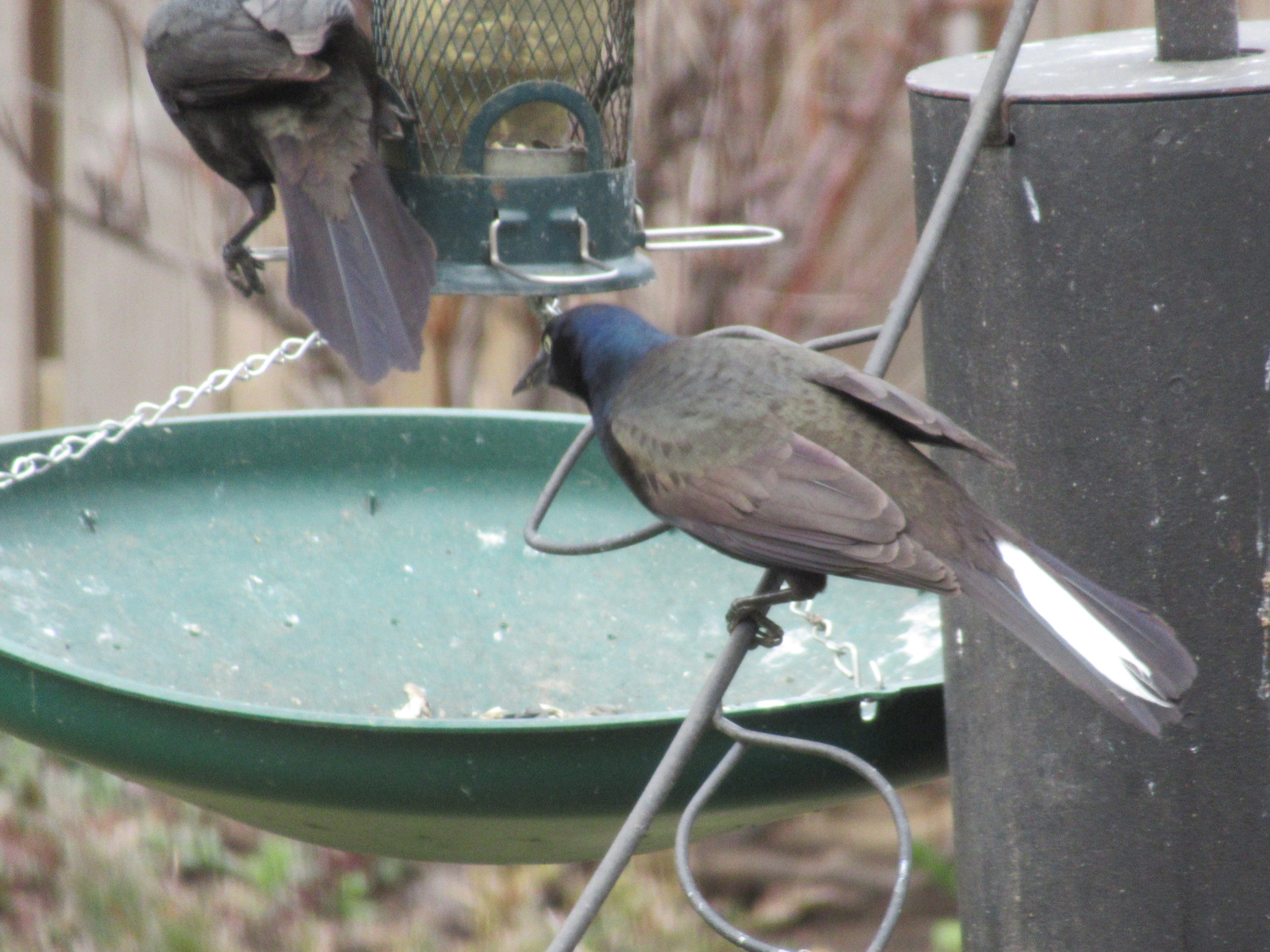 Additional Image 2
