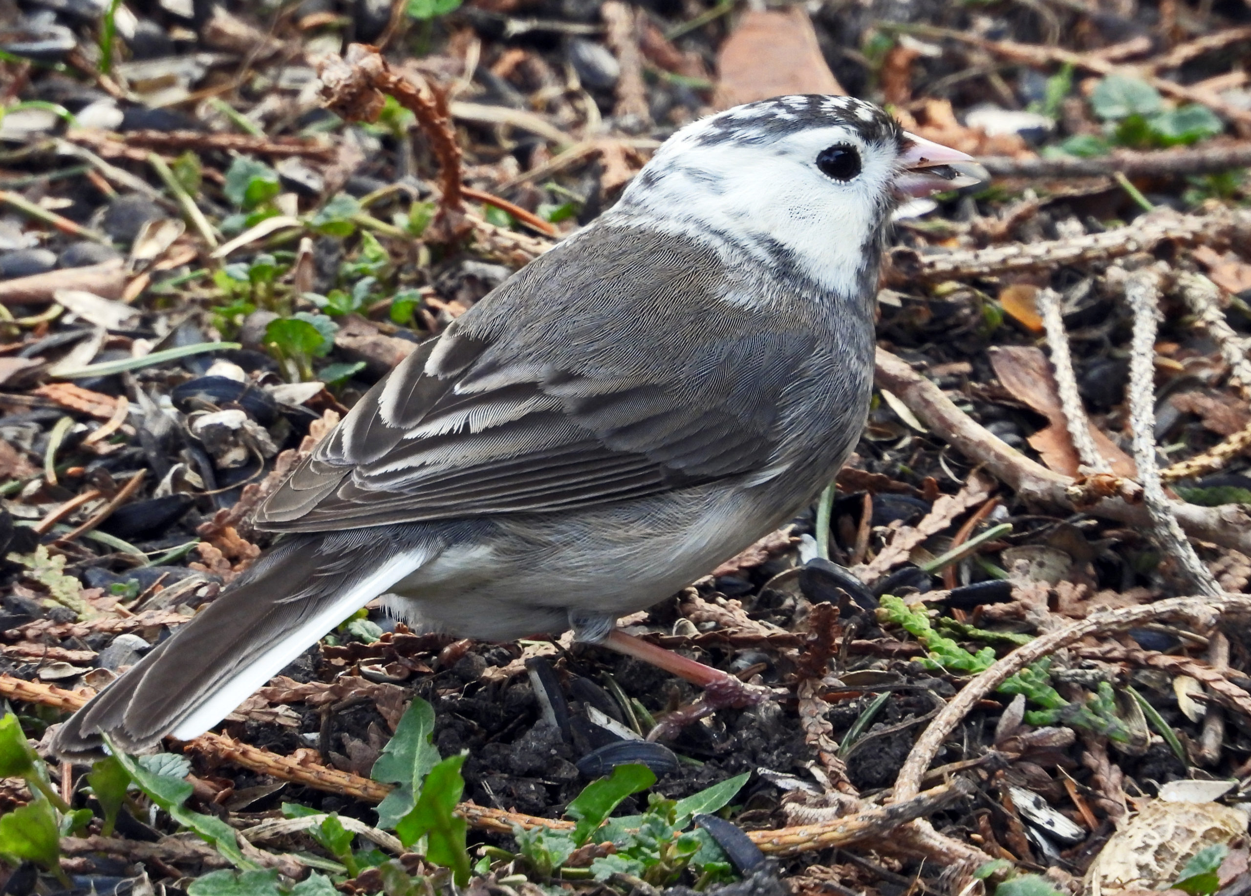 Featured Image