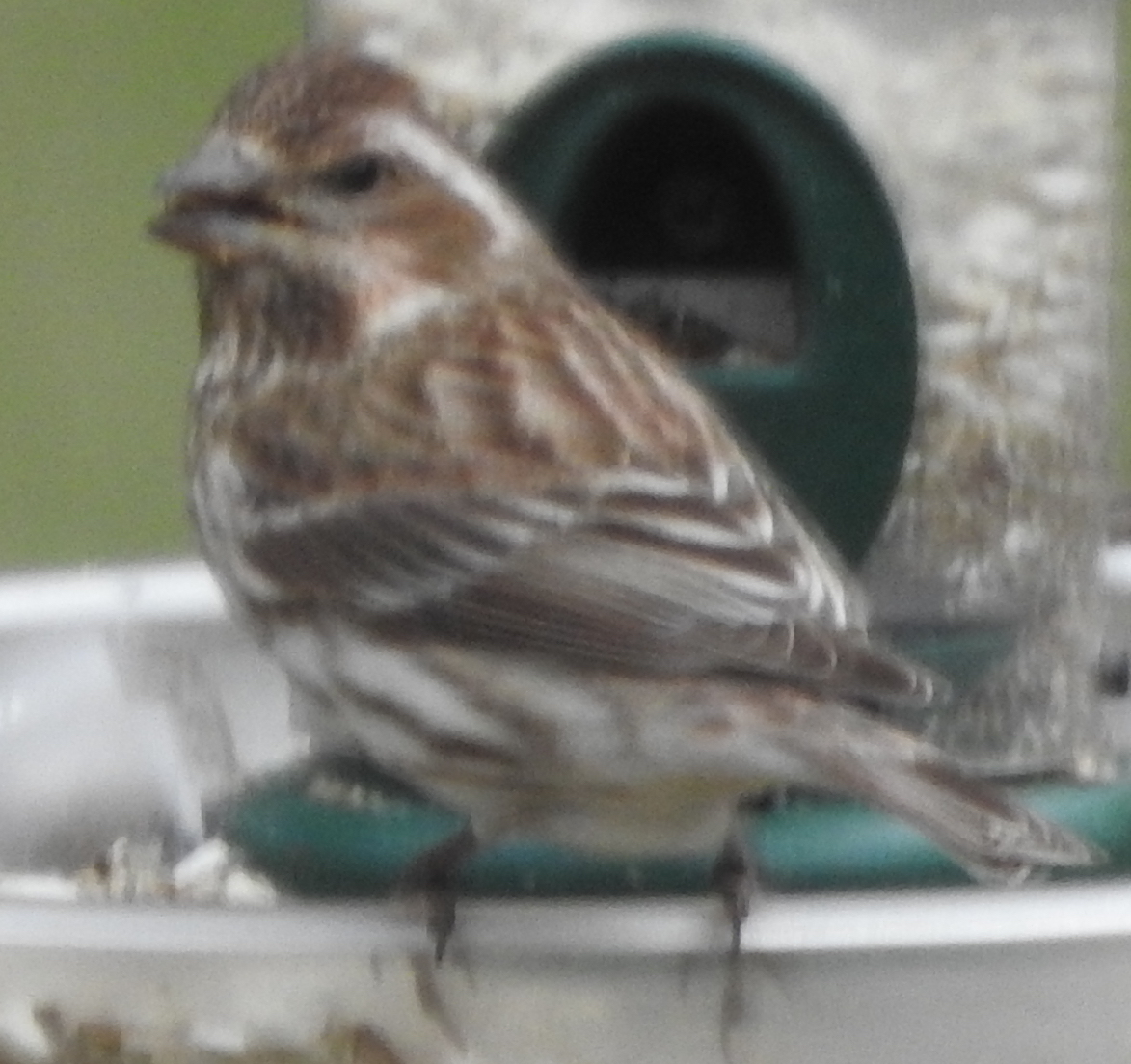 Additional Image 2