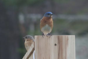 Two small thrushes with blue above and rusty throats and chests perch on the top a bluebird box.