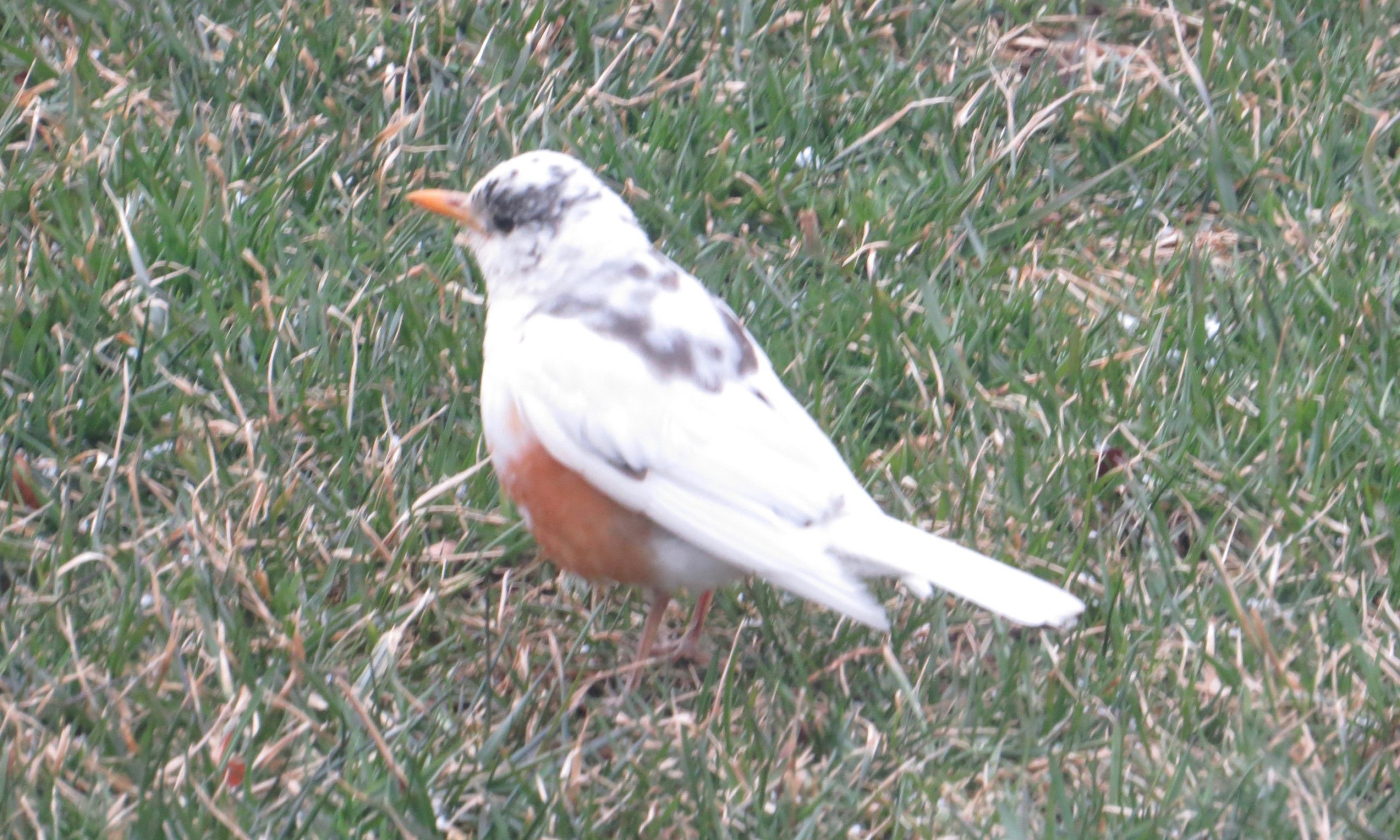 Additional Image 2