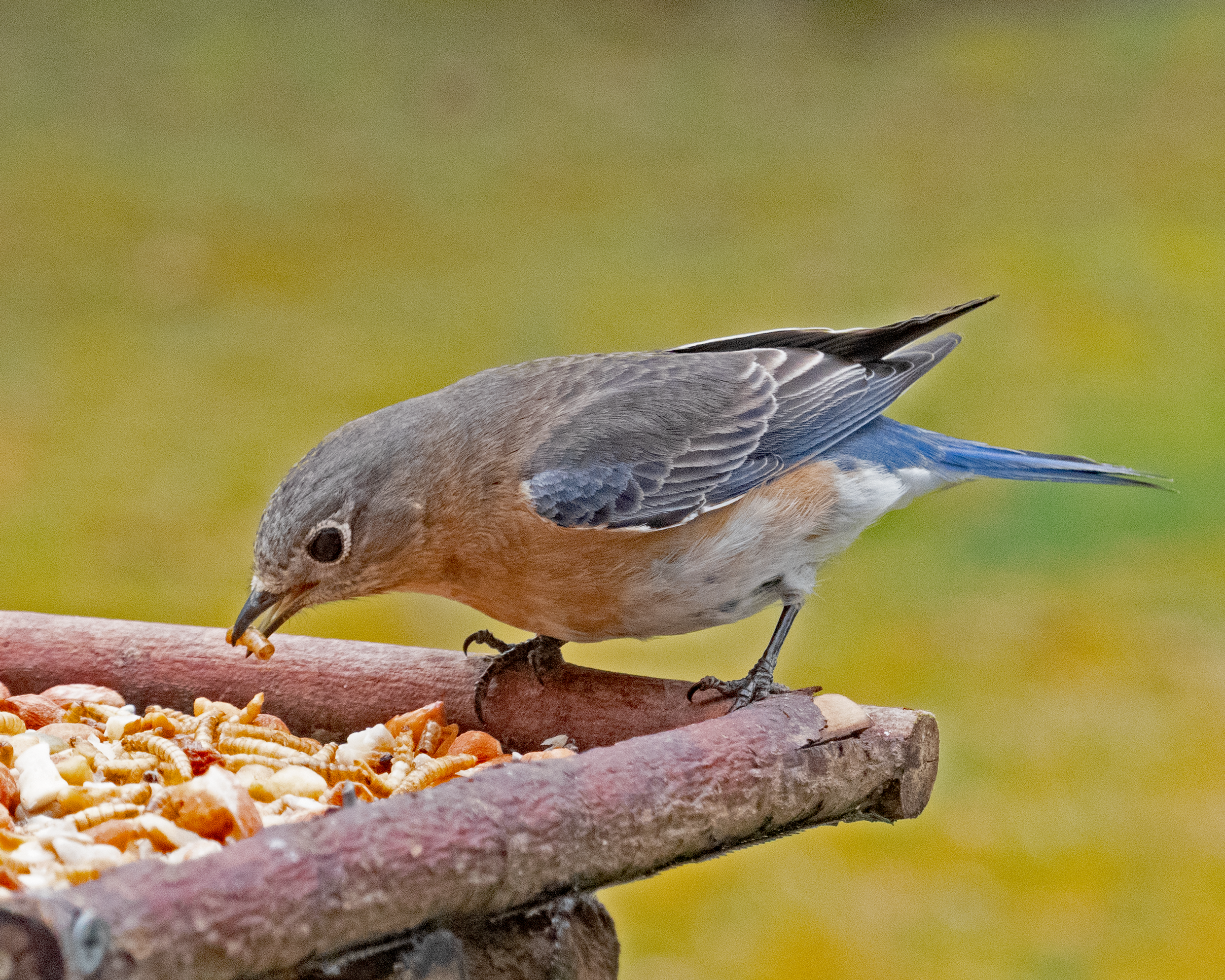 Featured Image