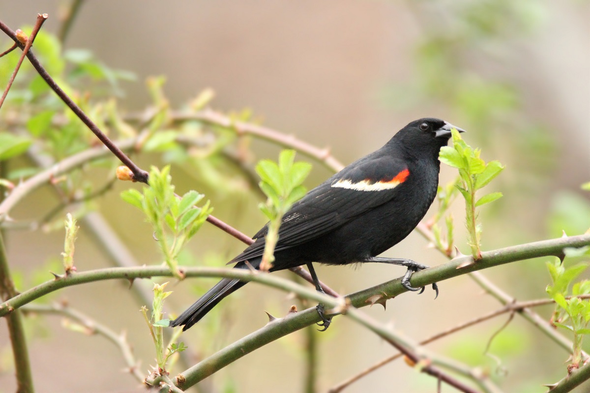 Featured Image