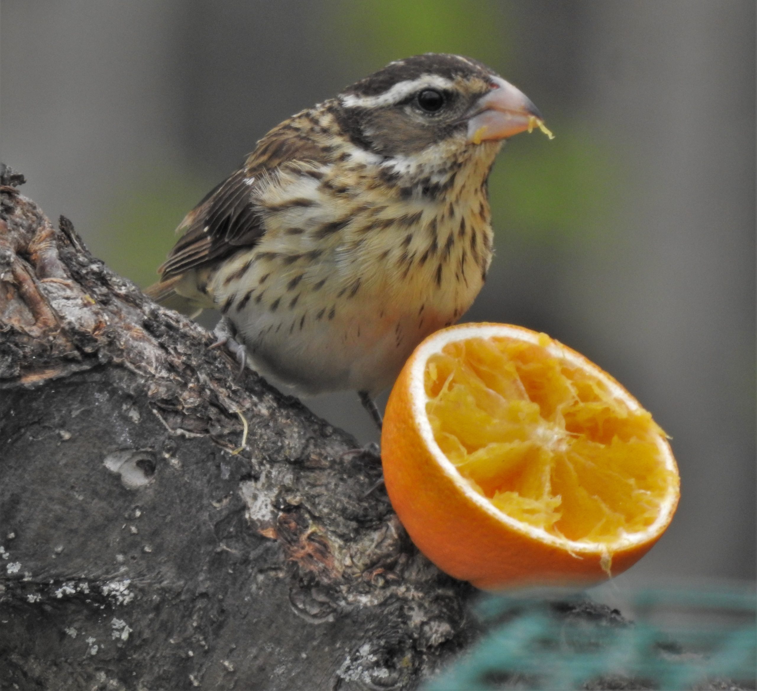Featured Image