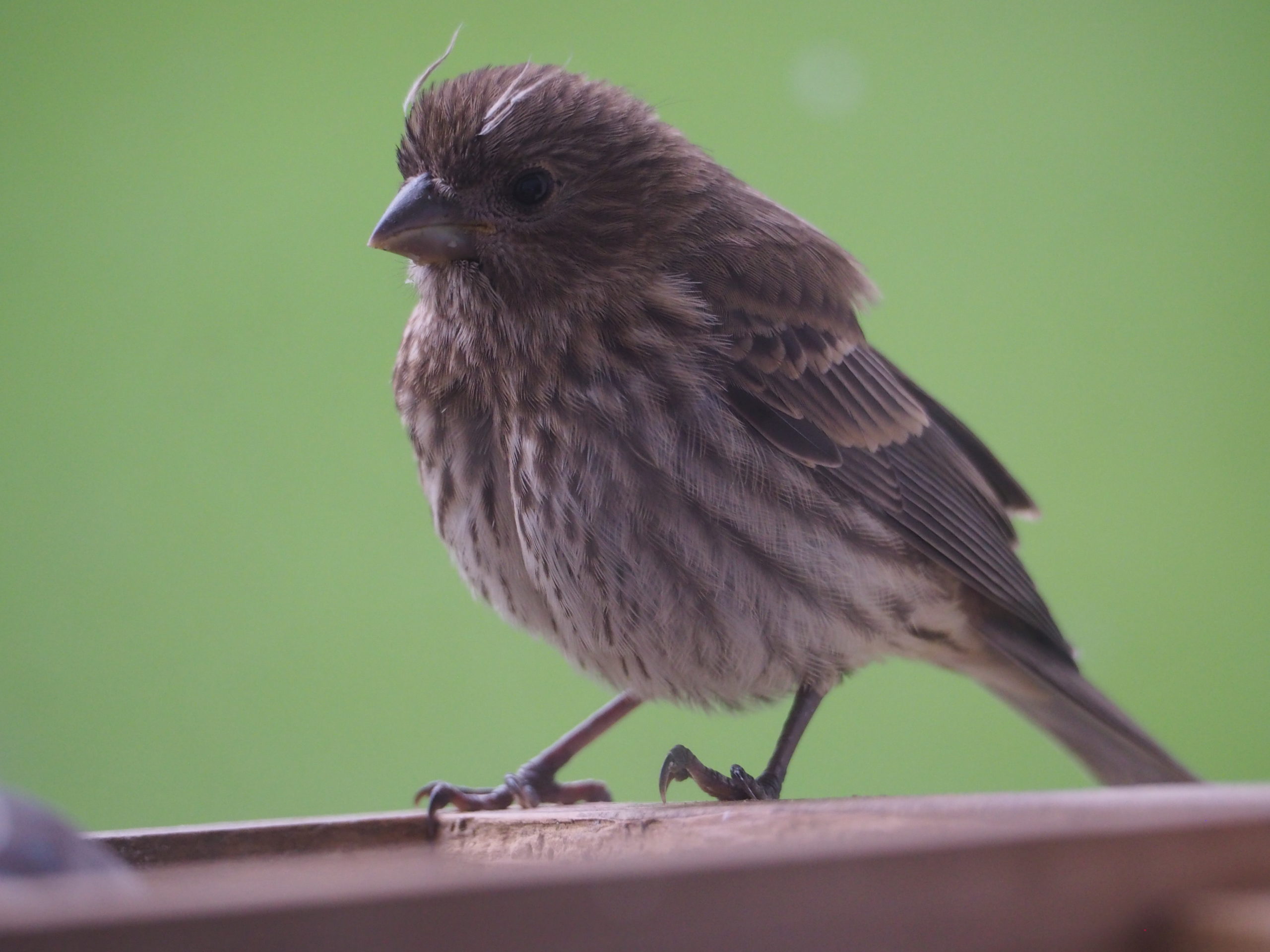 Baby Finch - Project FeederWatch, image size:2560x1920