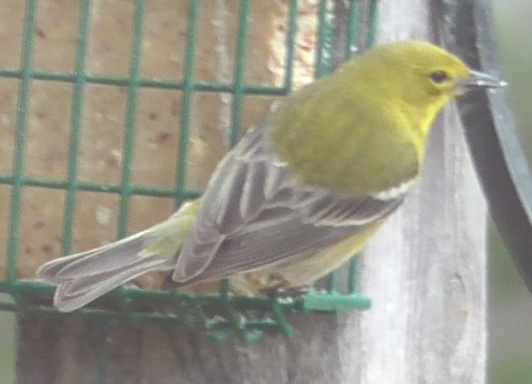 Featured Image