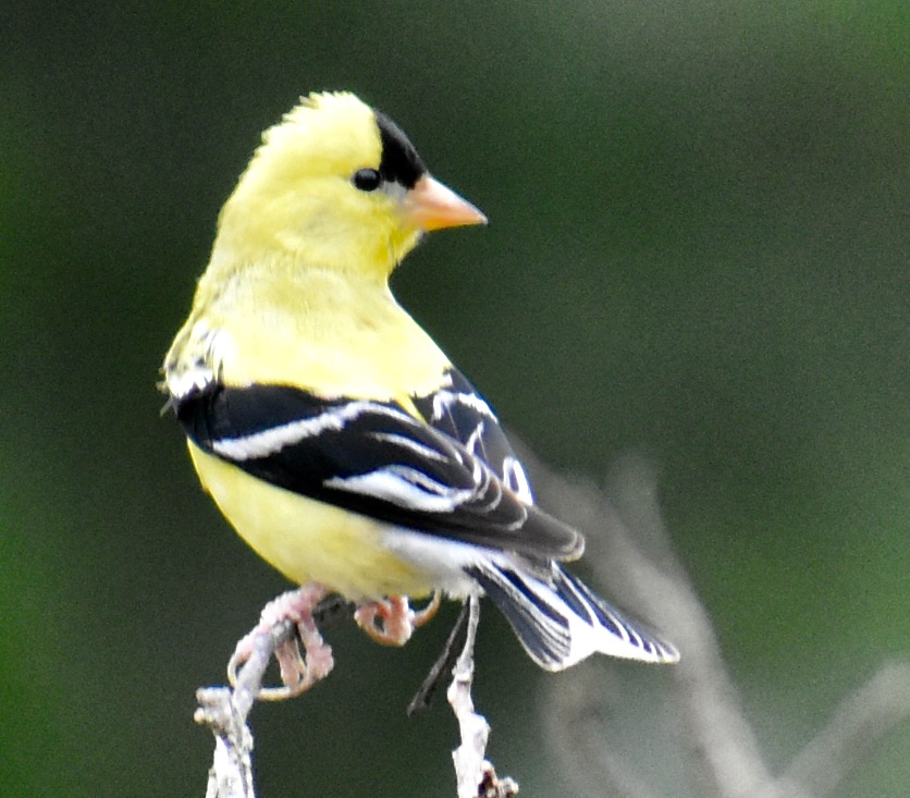Featured Image