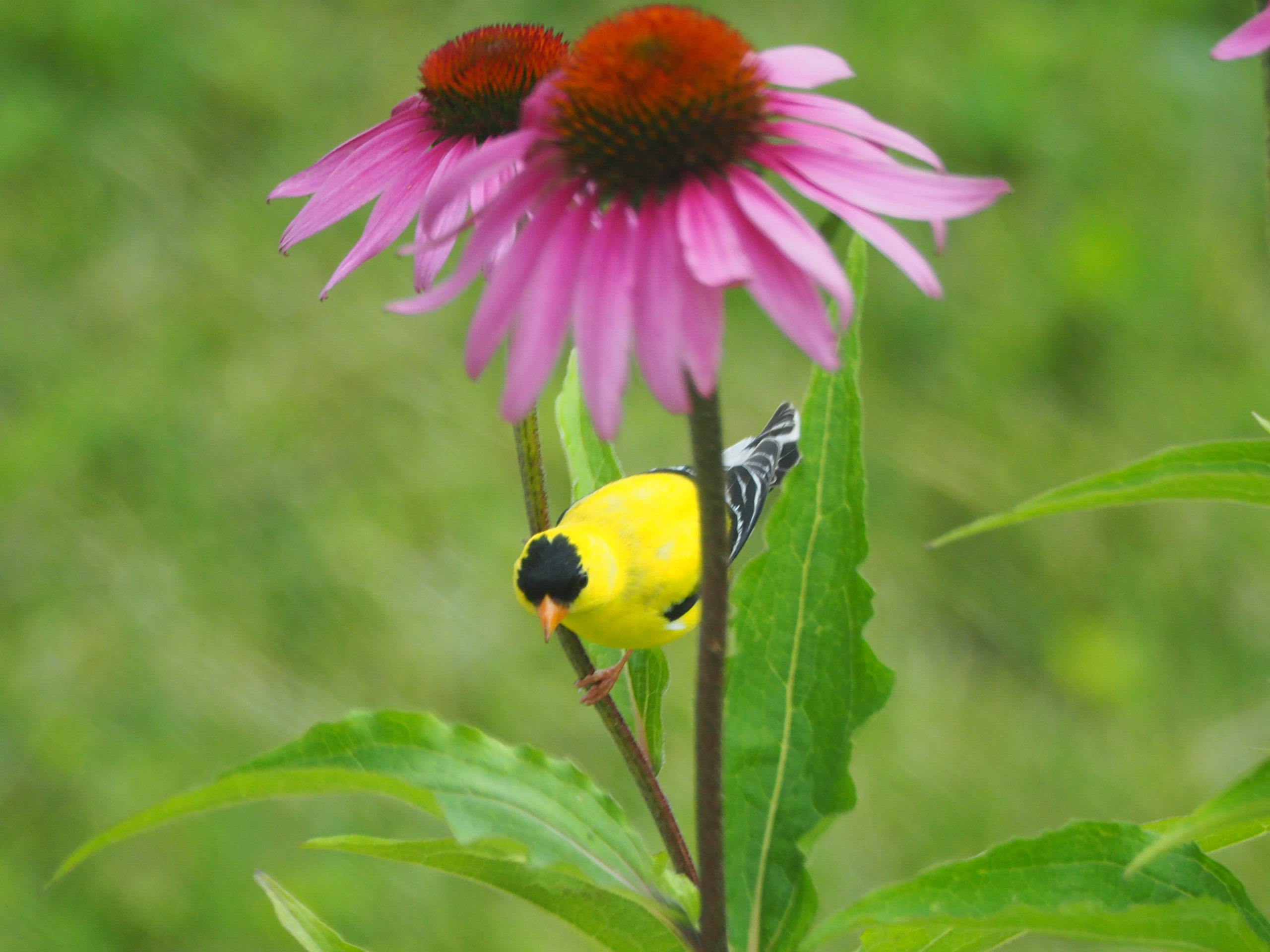 Featured Image