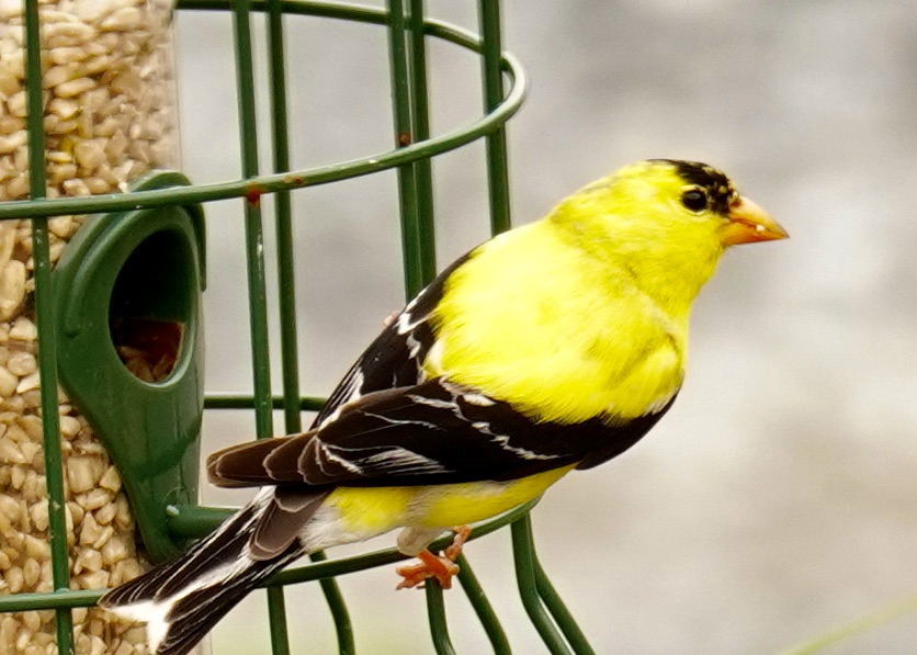 Featured Image