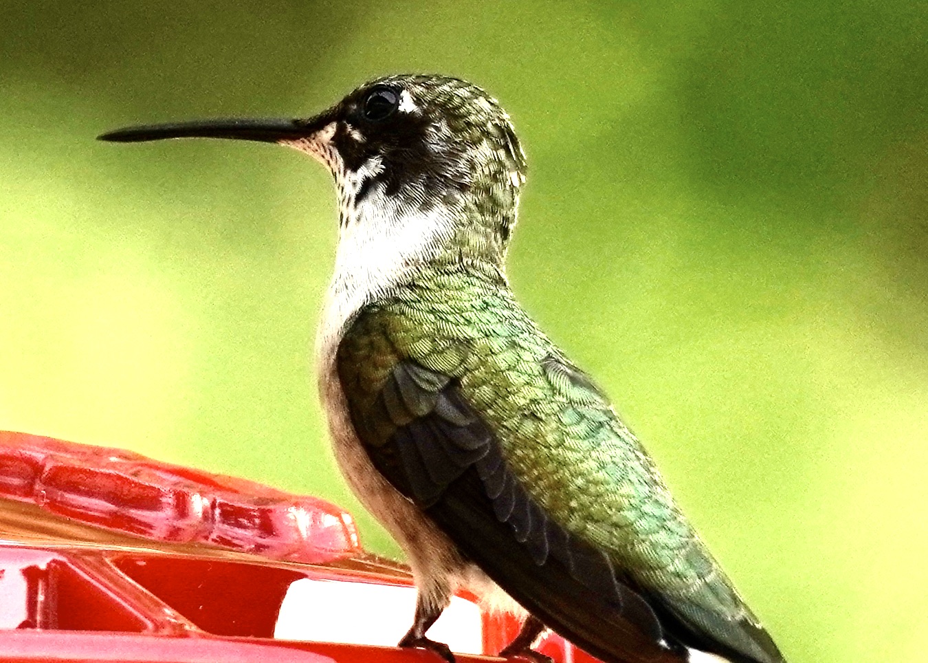 Additional Image 2