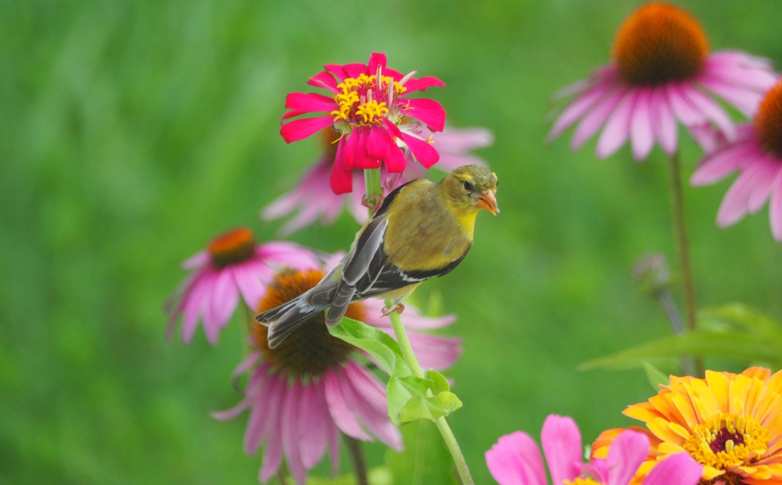 Featured Image