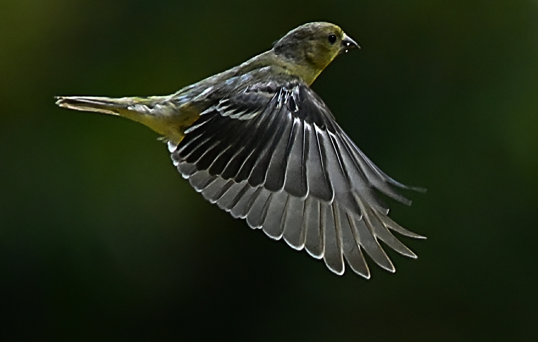 Featured Image