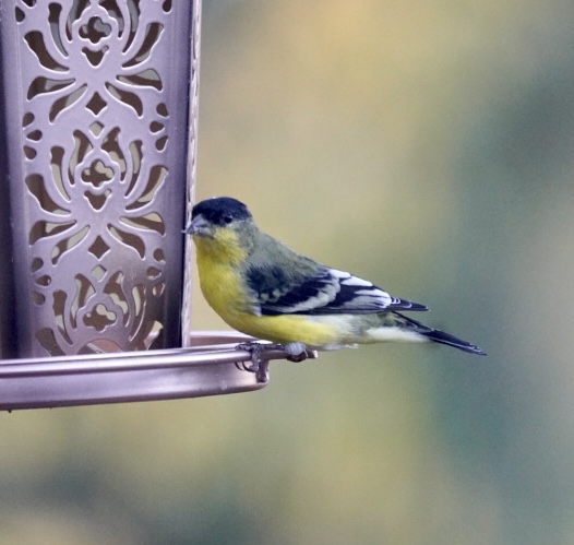 Featured Image