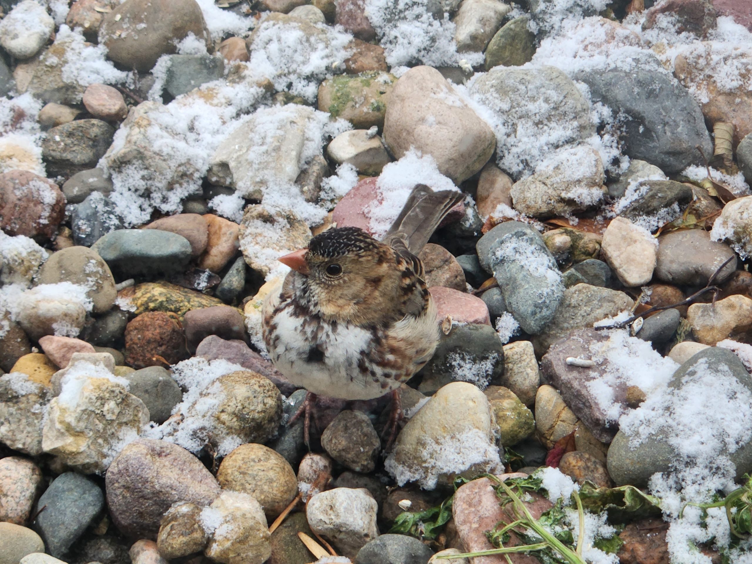 Additional Image 3