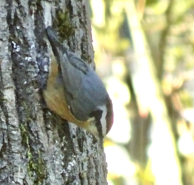 Additional Image 2
