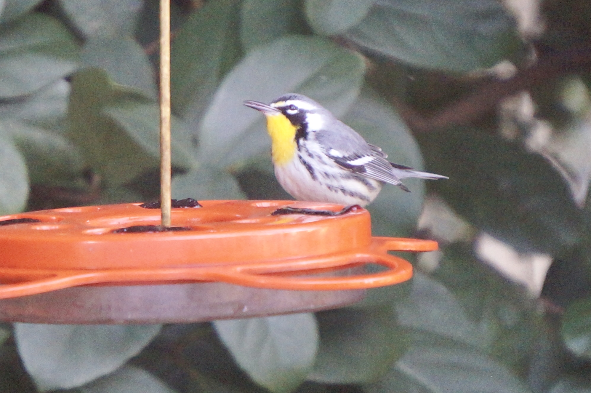 Additional Image 3
