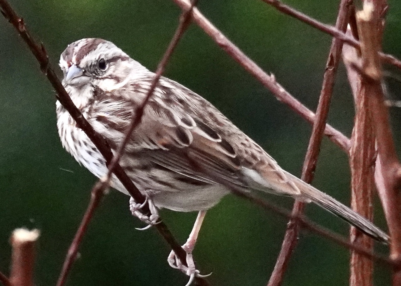 Featured Image