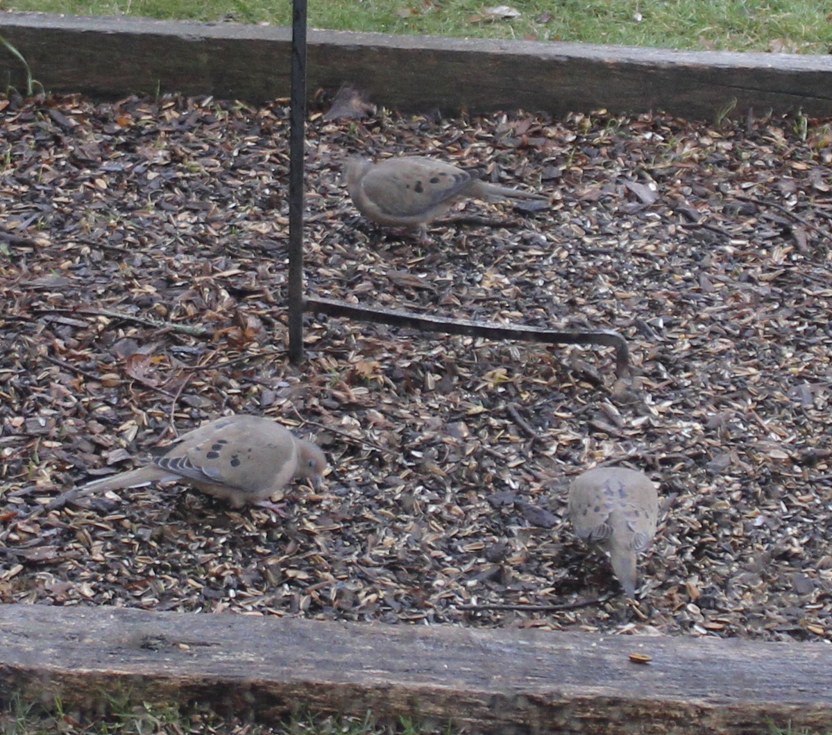 Additional Image 2