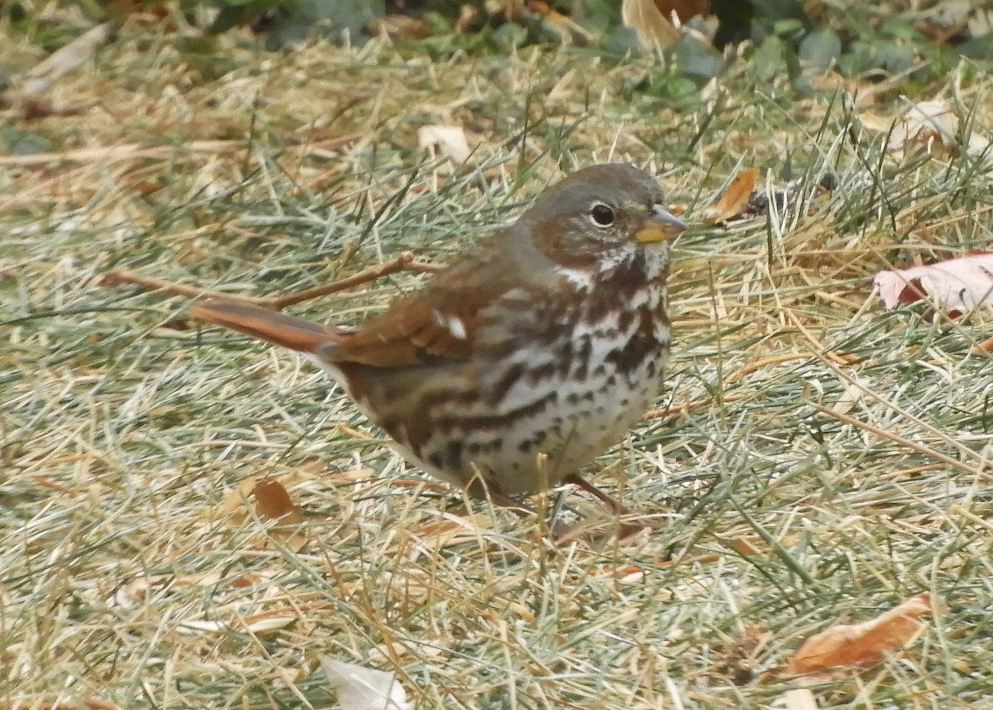 Additional Image 2