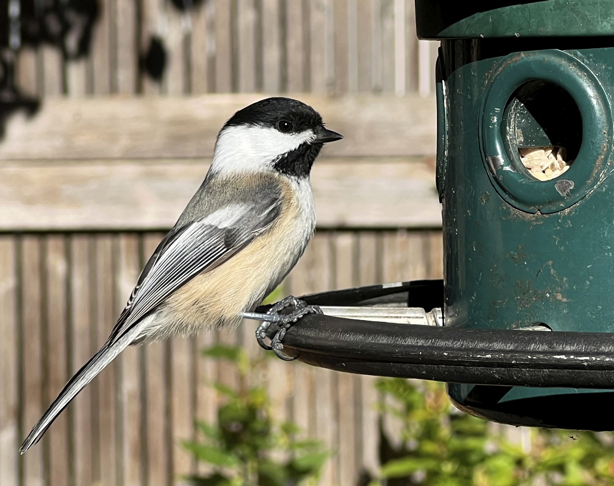 Featured Image