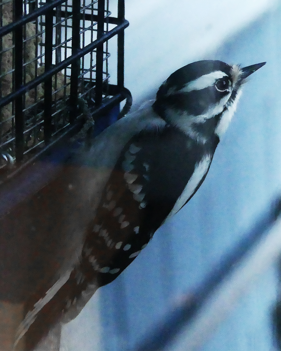 Additional Image 5