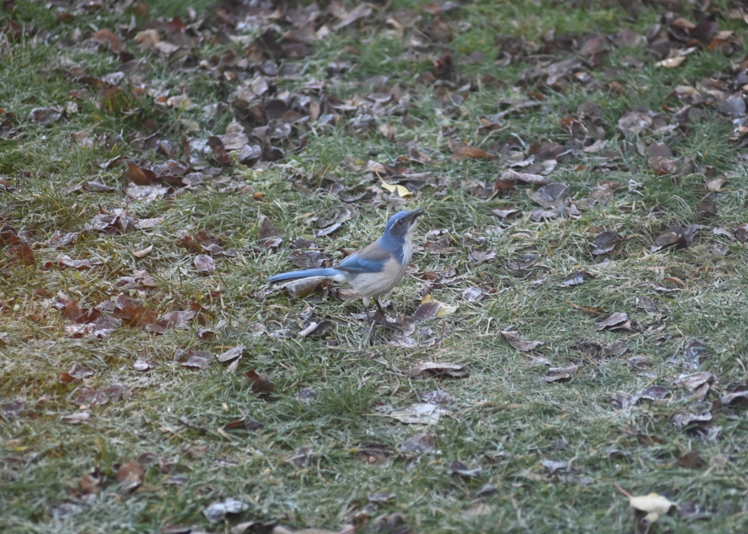 Additional Image 4