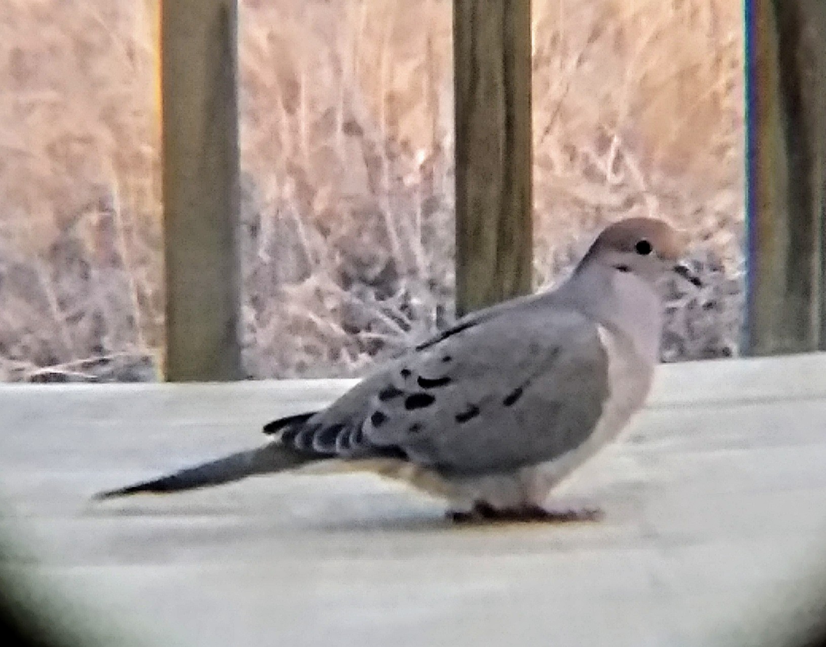 Additional Image 3