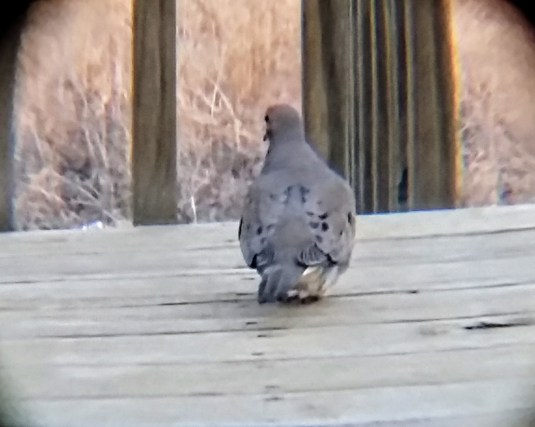 Additional Image 4