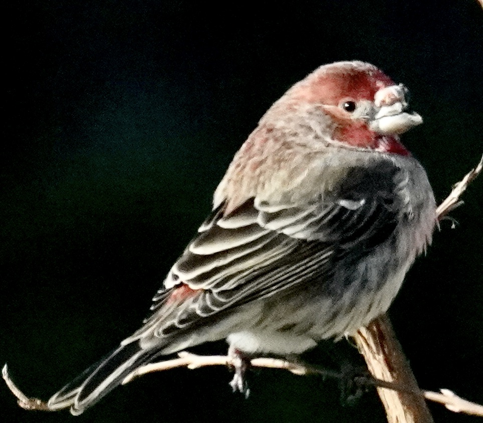 Featured Image