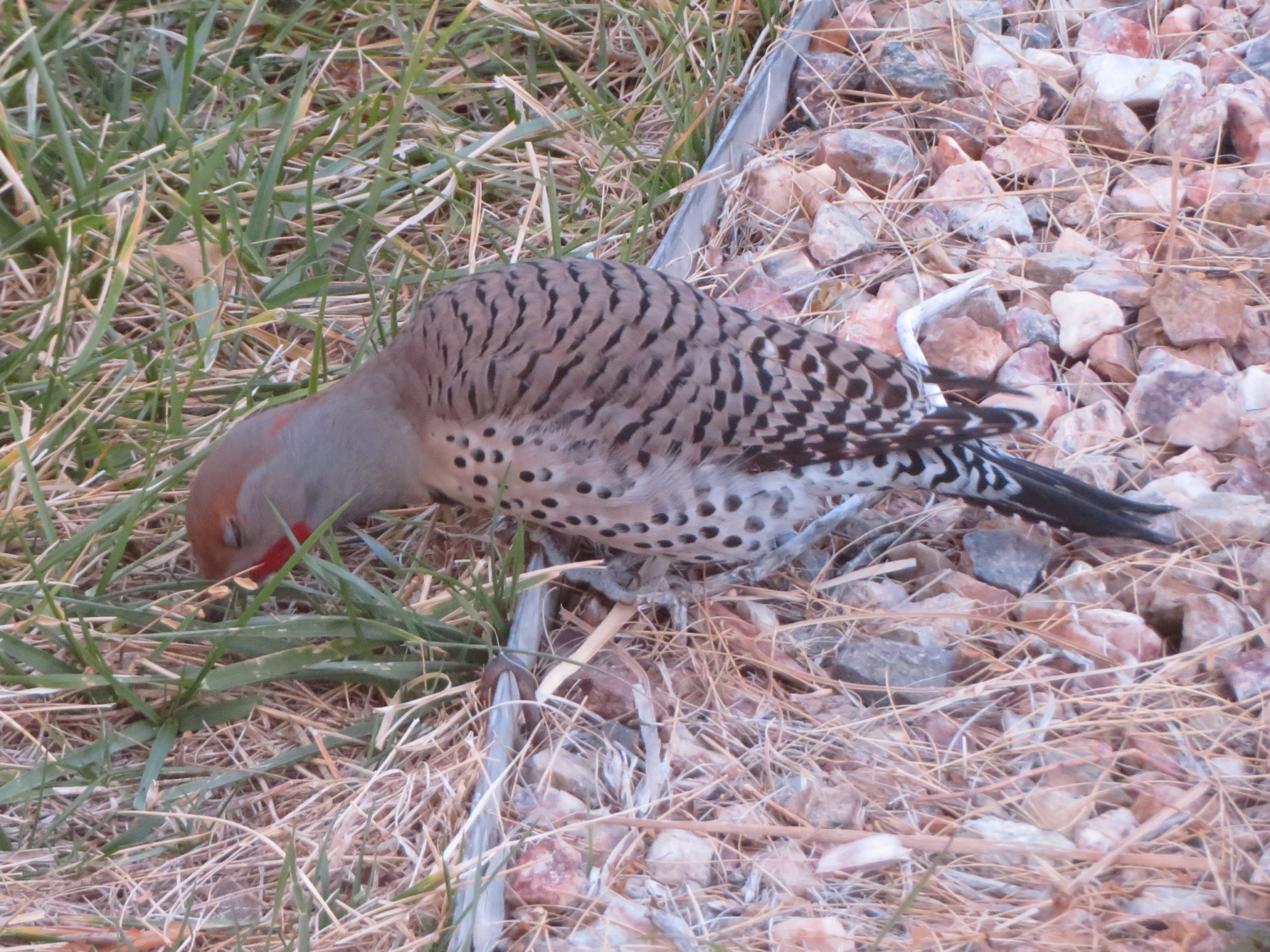 Additional Image 3