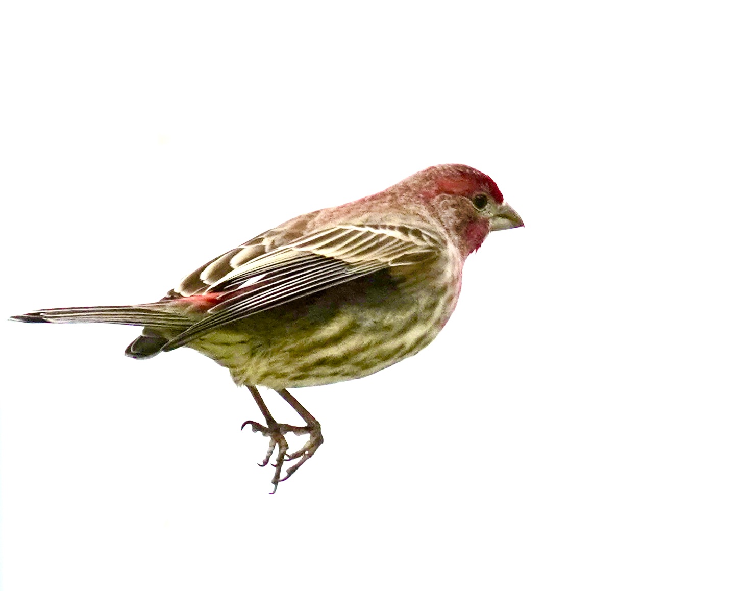 Featured Image