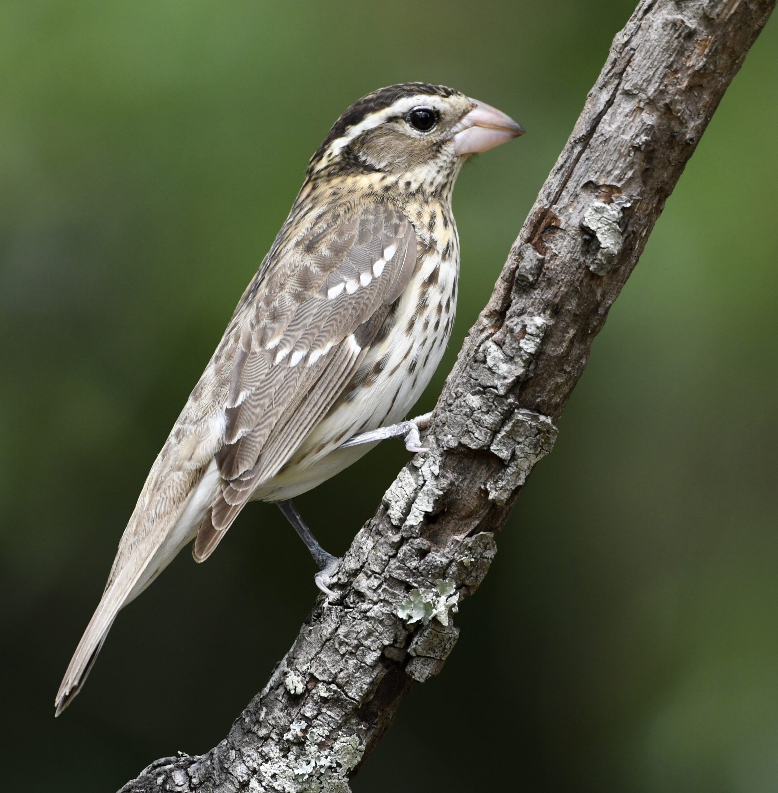 Featured Image