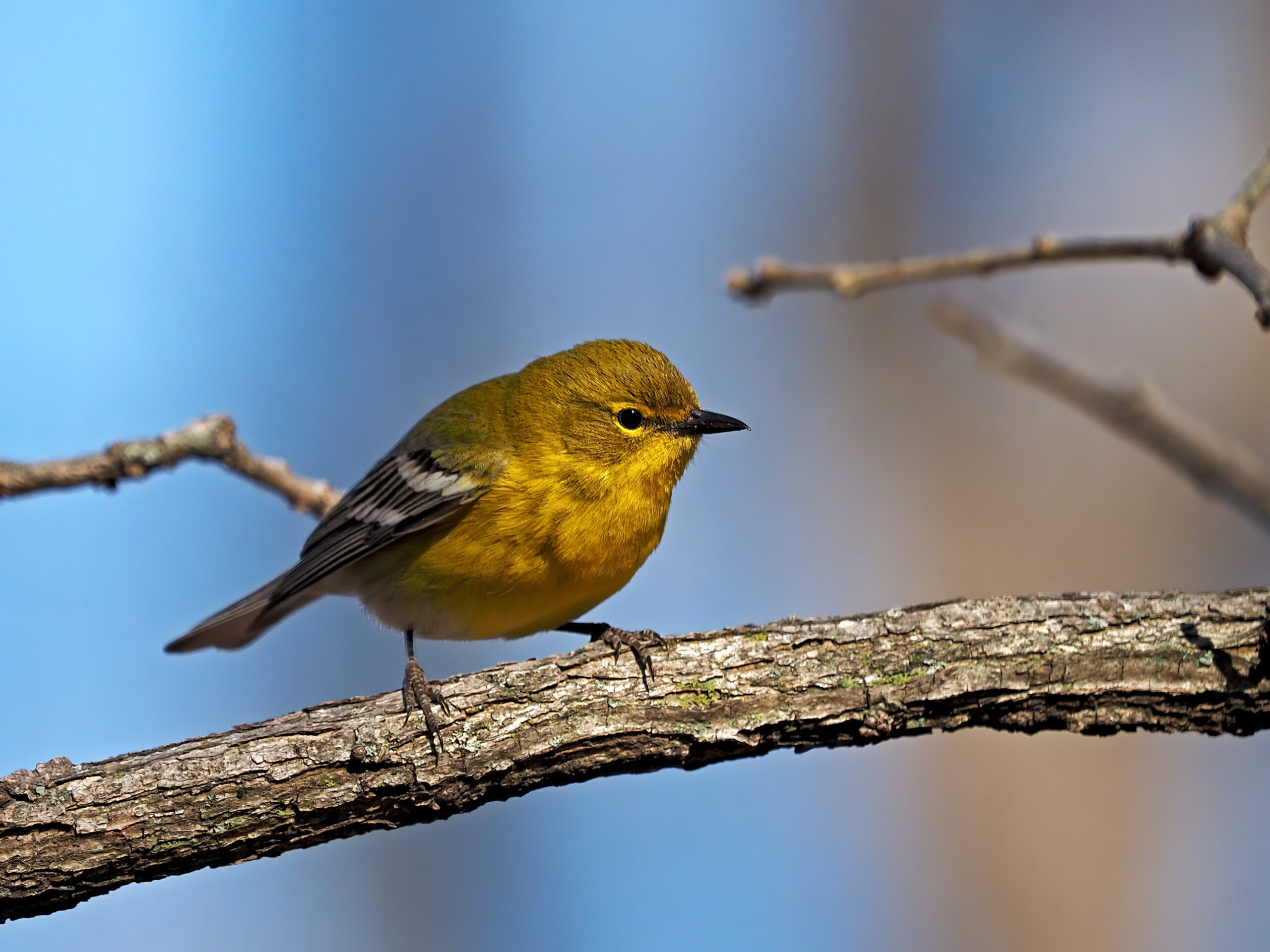 Featured Image
