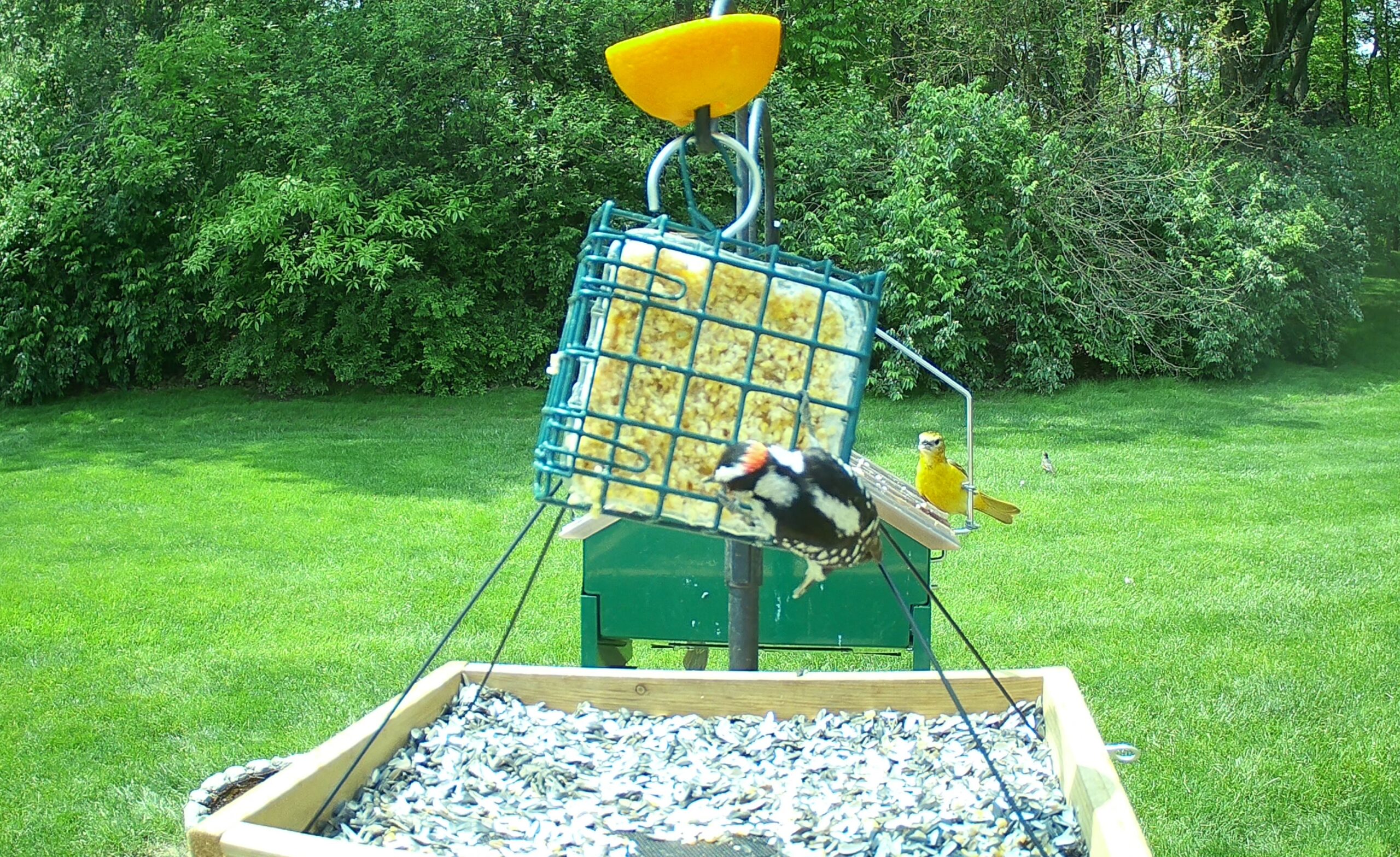 Featured Image